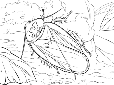 Bat Cave Cockroach Coloring Page